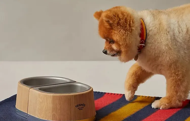 ظروف و لوازم جانبی سگ