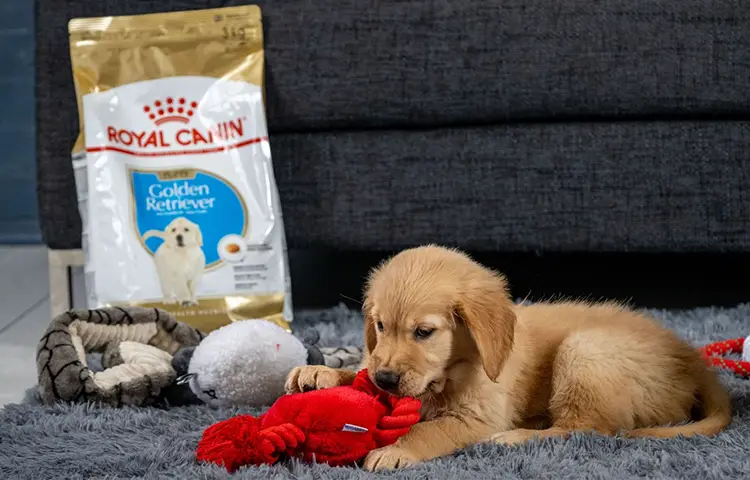 royal canin